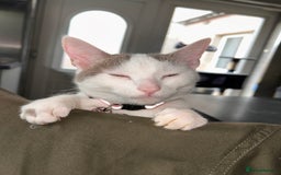 British Shorthair cats for sale: Rehome- Free - Image 2