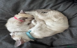 Siamese cats for sale: Kittens for re homing  - Image 8