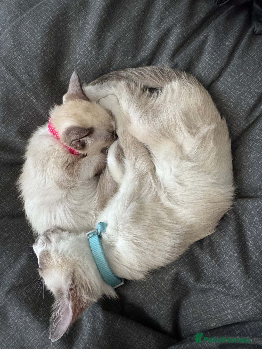Siamese cats for sale: Kittens for re homing  - Image 8