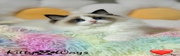 Ragdoll cats for sale: 🐾🩷TICA REG* SEAL BICOLOUR EU RAGDOLL KITTENS🩵🐾 - Advert 7