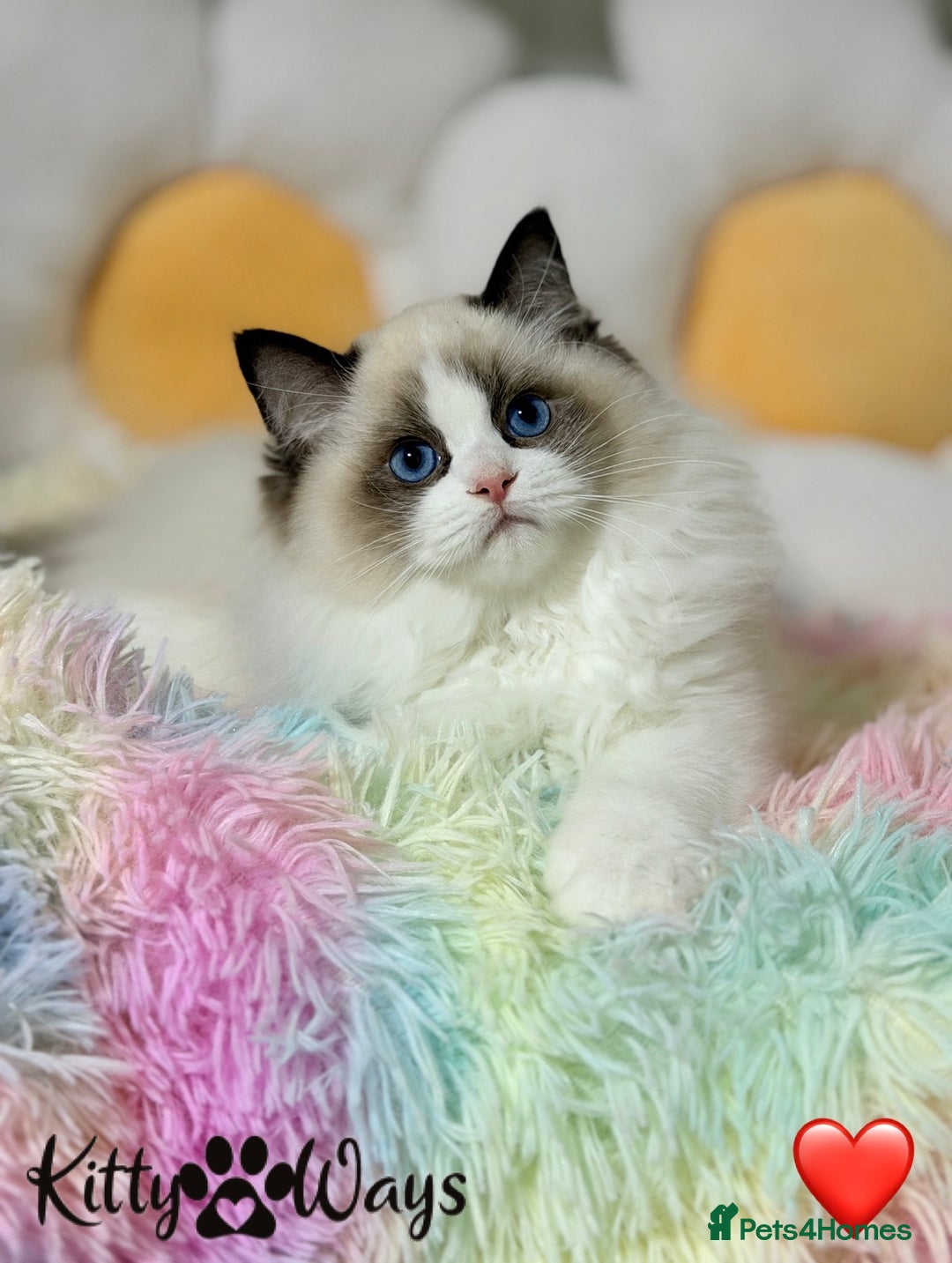 Ragdoll cats for sale: 🐾🩷TICA REG* SEAL BICOLOUR EU RAGDOLL KITTENS🩵🐾 - Advert 7
