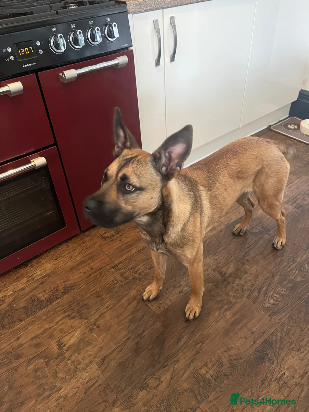 Mixed Breed dogs for sale: 10 month old mixed breed girl - Advert 7