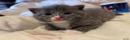 British Shorthair cats for sale: Adorable Kittens Looking for Loving Homes in Macclesfield - Advert 6