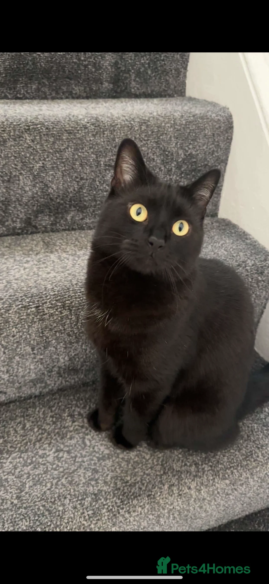 Mixed Breed cats for sale: Merlin - Black male cat in Wigan - Advert 2