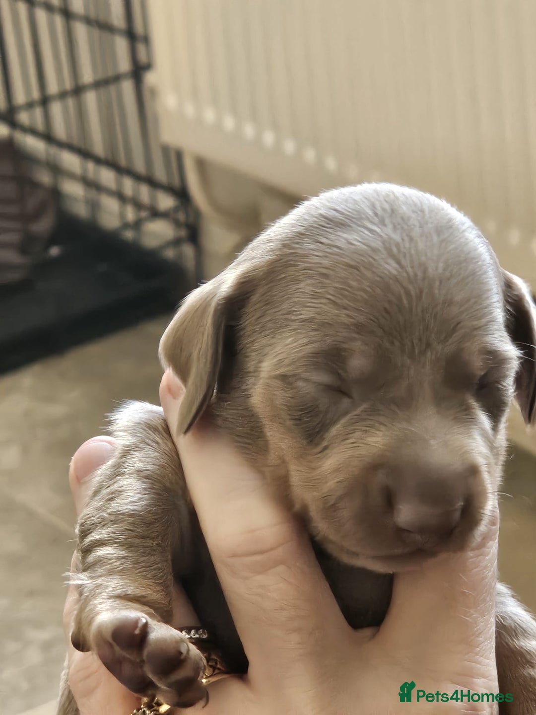 Dachshund dogs for sale: Dachshand girls for sale  - Advert 8
