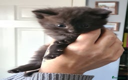 British Shorthair cats for sale: British short hair kittens  - Image 8