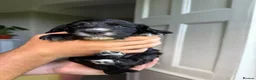 Cocker Spaniel dogs for sale: KC REGISTERED WORKING COCKER SPANIEL PUPPIES - Advert 10