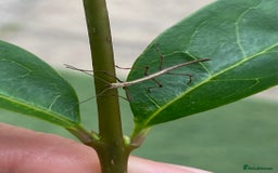 Stick Insects invertebrates for sale: Juvenile Indian Stick Insects x5 for £5 - Image 6