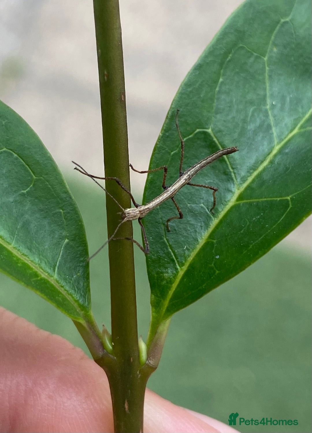 Stick Insects invertebrates for sale: Juvenile Indian Stick Insects x5 for £5 - Image 6