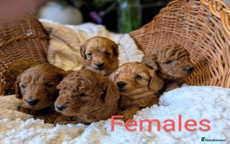 Cockapoo dogs for sale: 🌟 F1b-toy-health tested-cockapoo puppies 🌟  in Droitwich - Image 6