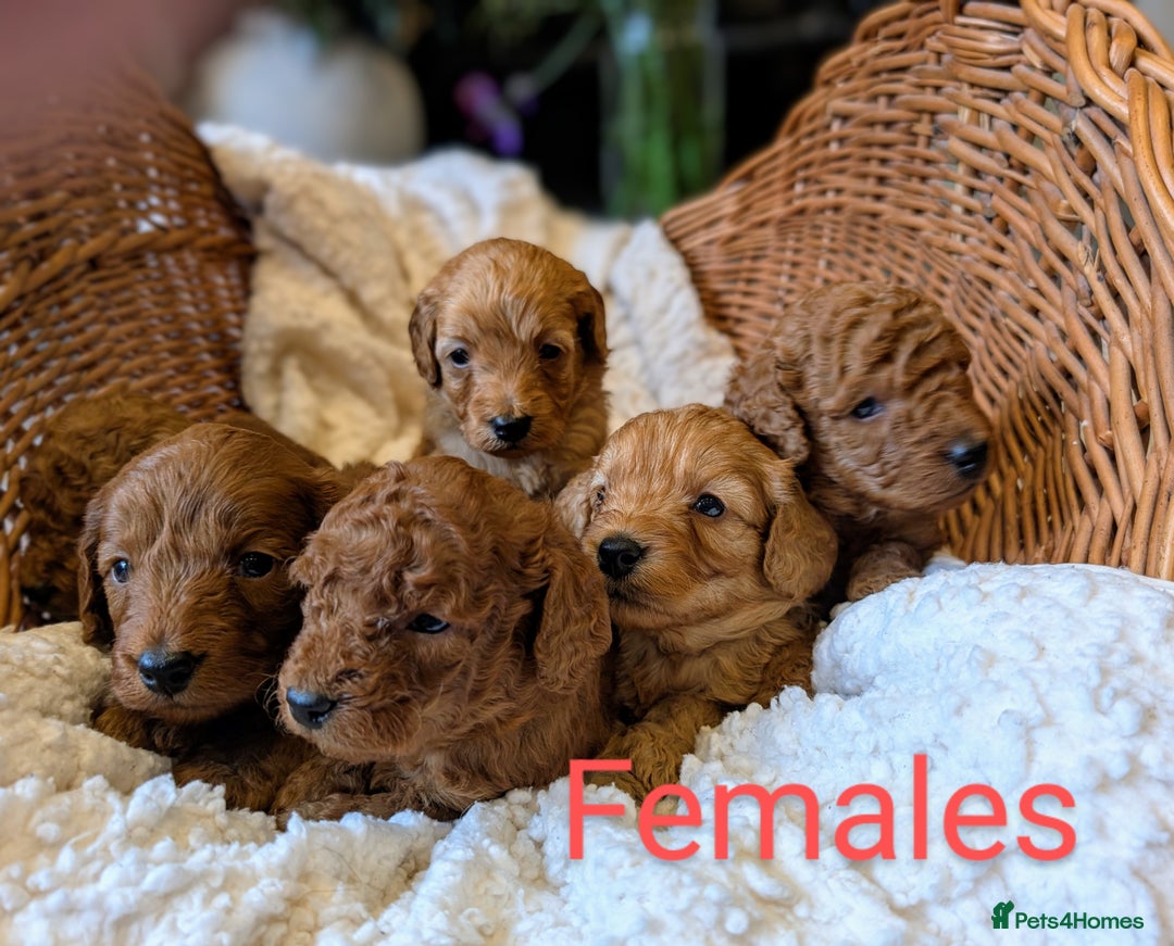 Cockapoo dogs for sale: 🌟 F1b-toy-health tested-cockapoo puppies 🌟  in Droitwich - Image 6