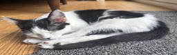 Domestic Shorthair cats for adoption: Jelly & Custard, 4 month old sisters  in Reading - Advert 2