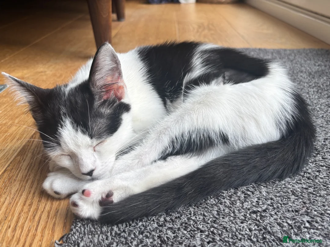 Domestic Shorthair cats for adoption: Jelly & Custard, 4 month old sisters  in Reading - Advert 2