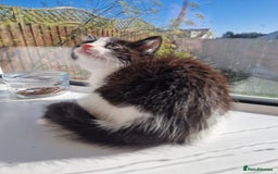 Domestic Shorthair cats for sale: Domestic shorthair kittens  - Image 7