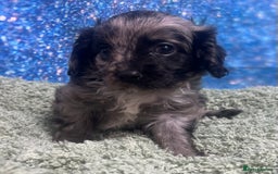 Cavapoo dogs for sale: F1 cavapoo puppies 🐶 🩵💜 - Image 9