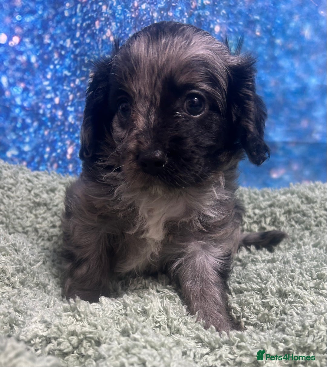 Cavapoo dogs for sale: F1 cavapoo puppies 🐶 🩵💜 - Image 9