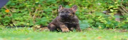 German Shepherd dogs for sale: German Shepherd puppies for sale!!! - Advert 5