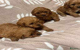 Cavapoo dogs for sale: Cavapoo Puppy’s - Image 7