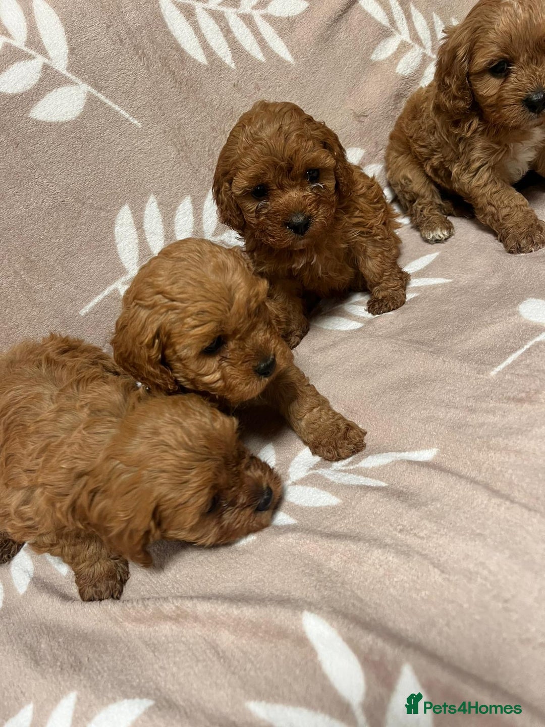 Cavapoo dogs for sale: Cavapoo Puppy’s - Image 7