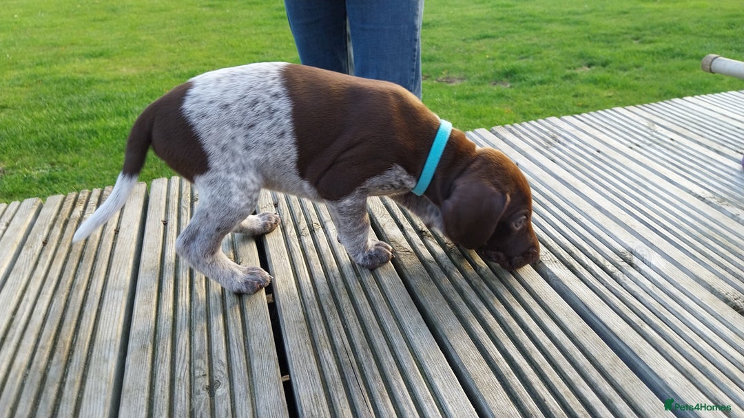 German Shorthaired Pointer dogs for sale: Amazing male GSP Puppy.  Available 5th Oct. - Image 4