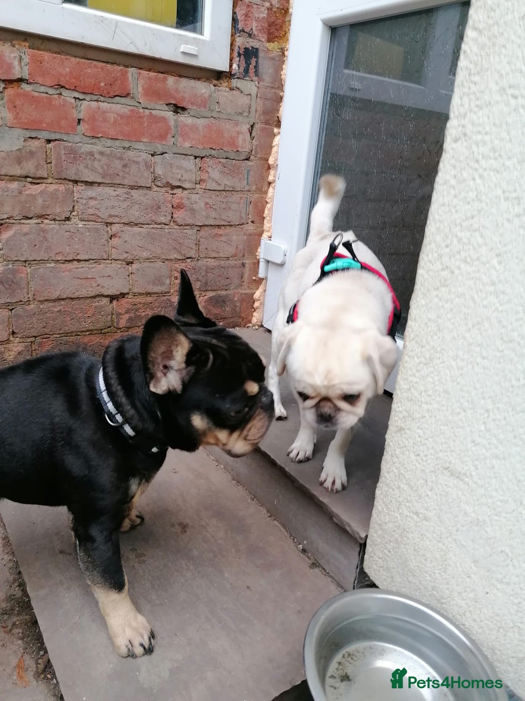 French Bulldog dogs for adoption: 💙WINSTON-LITTLE FRENCHIE BOY WITH A BIG HEART💙 - Advert 12