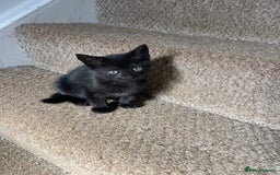 Mixed Breed cats for sale: Three beautiful black kittens - Image 2