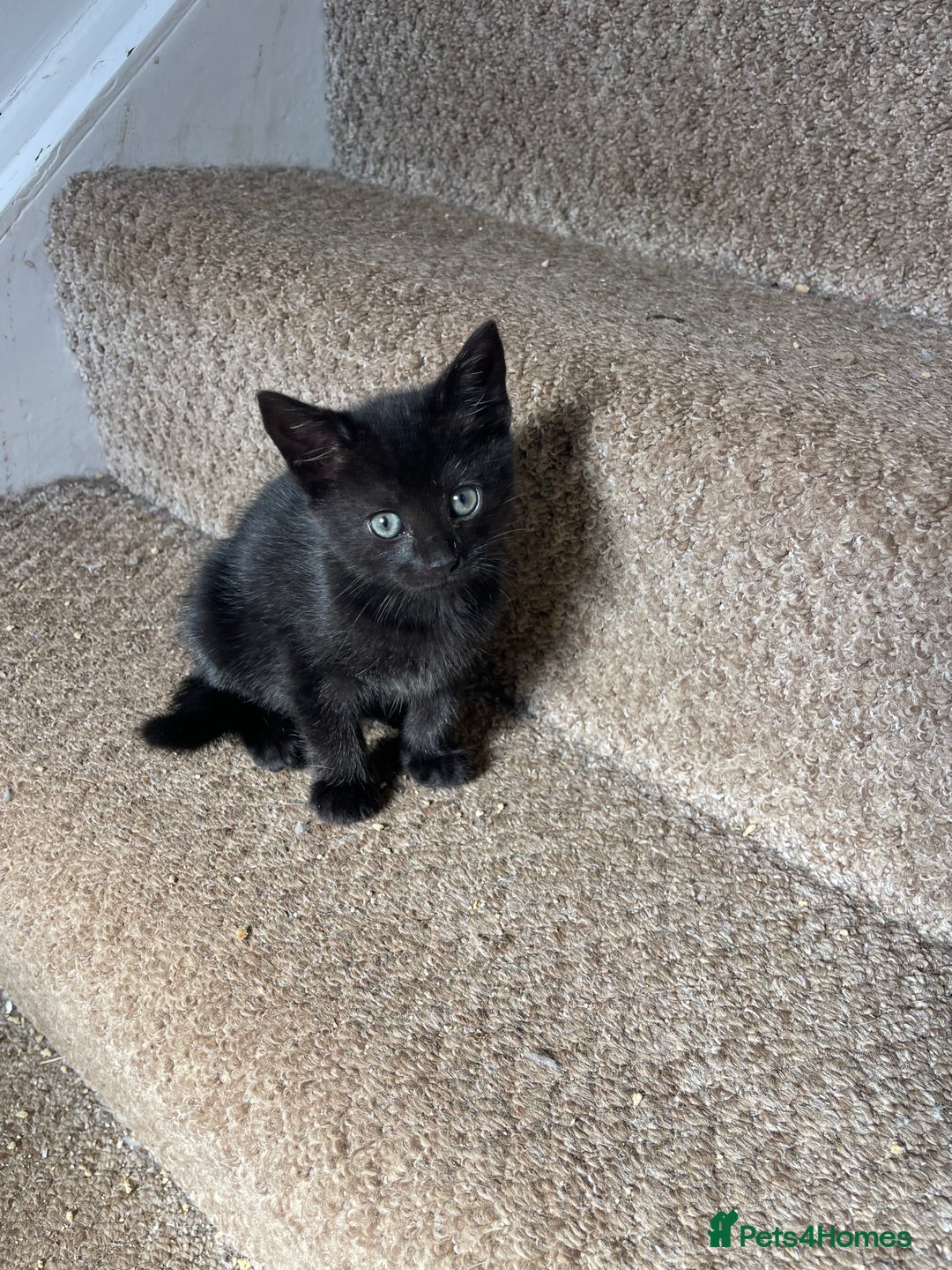 Mixed Breed cats for sale: Three beautiful black kittens - Image 2