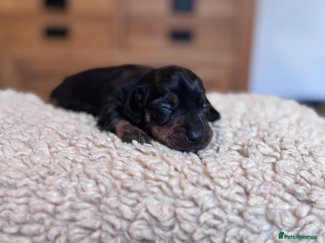 Miniature Dachshund dogs for sale: Gorgeous girls Mini Dachshund  - Advert 9