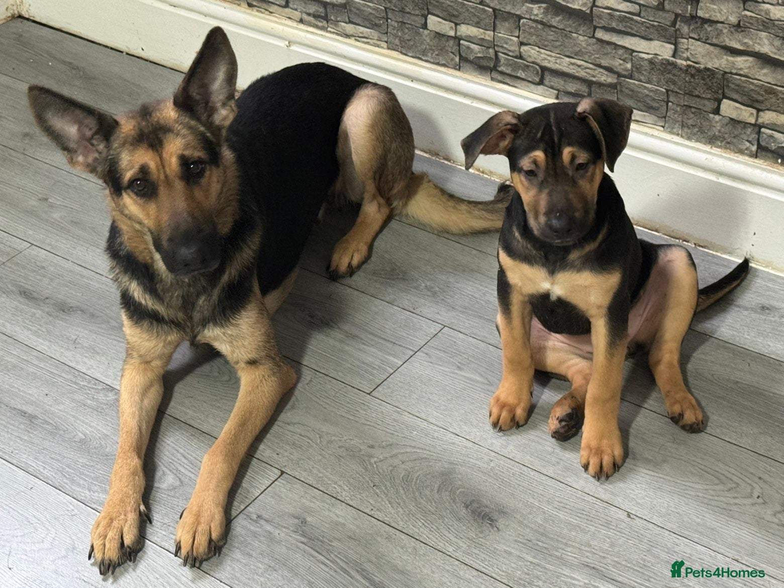 Mixed Breed dogs Puppies  - Advert 2