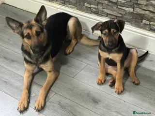 Mixed Breed dogs Puppies - Advert 8