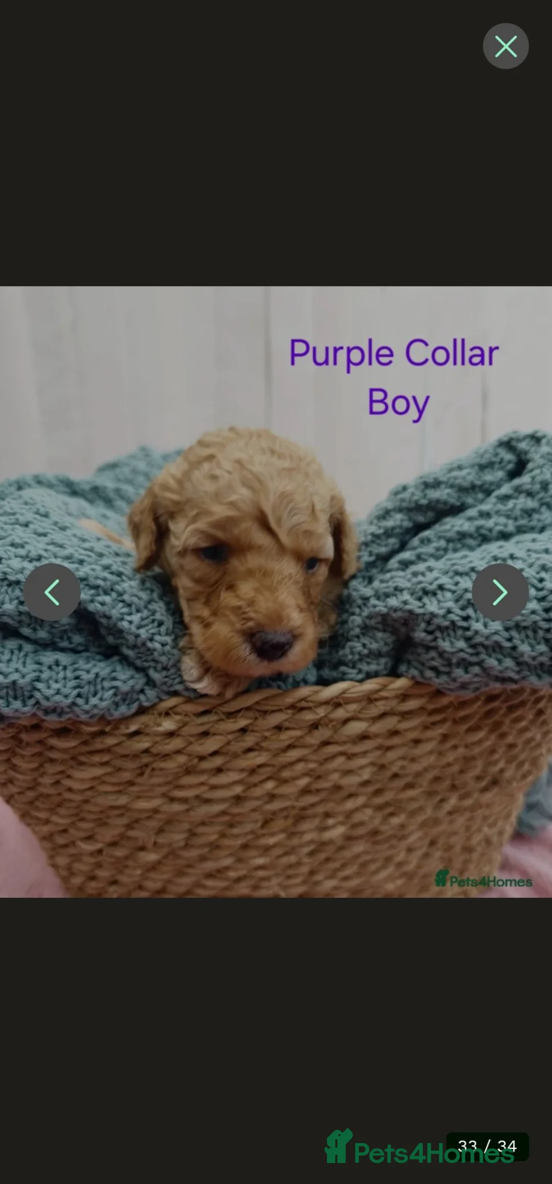 Mini Goldendoodle dogs for sale: Mini Goldendoodle Puppies - Advert 2