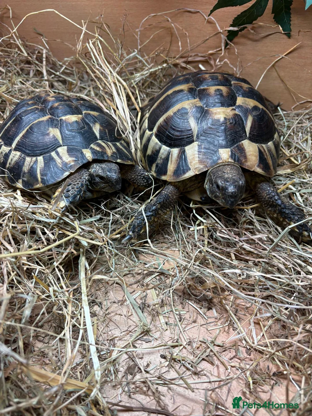 Tortoise reptiles for sale: Tortoise with vitarium - Advert 3