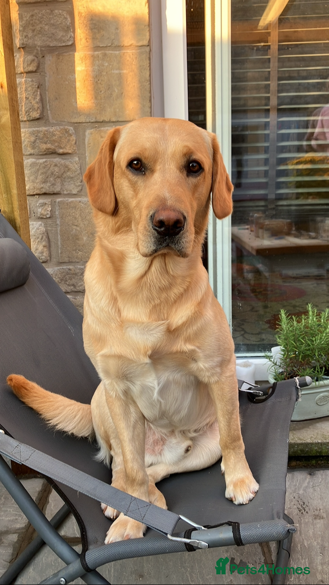 Labrador Retriever dogs for stud: Working Line Golden Labrador - Advert 1