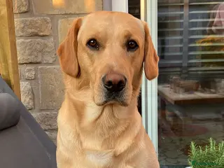 Labrador Retriever dogs Working Line Golden Labrador - Advert 6