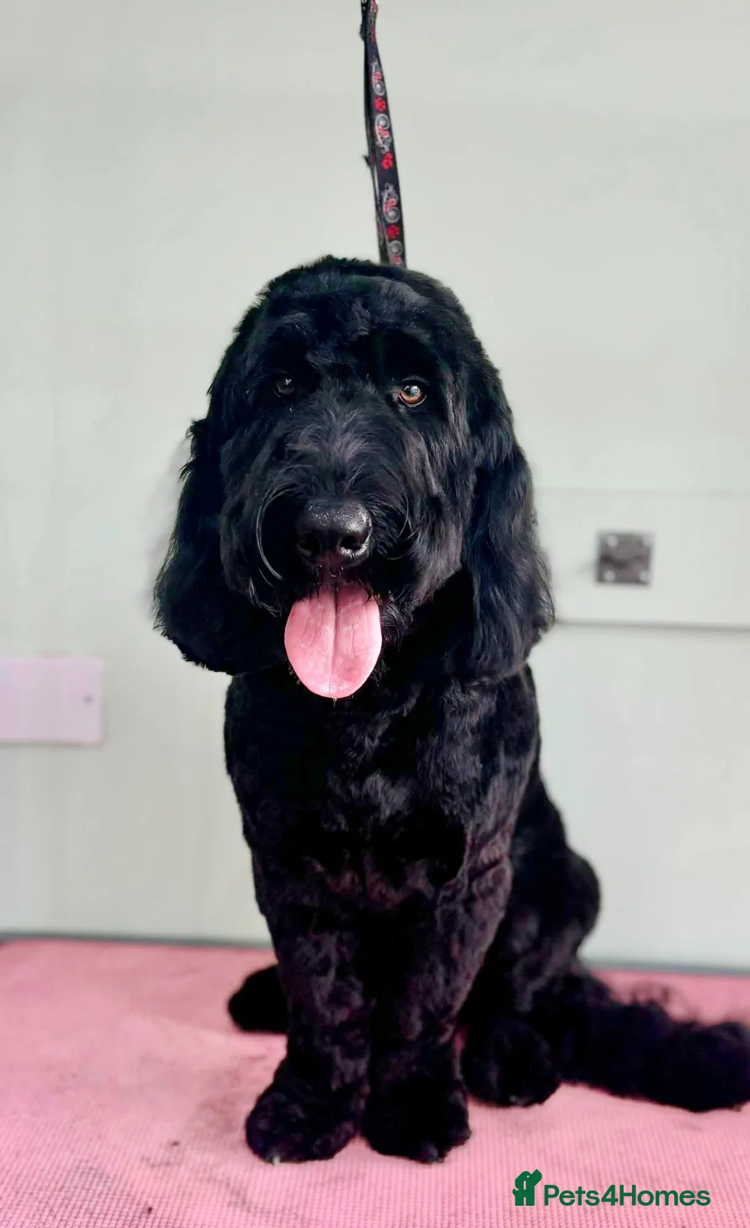 Mixed Breed dogs for sale: Mario, 2 year old Cockerdoodle  - Advert 2