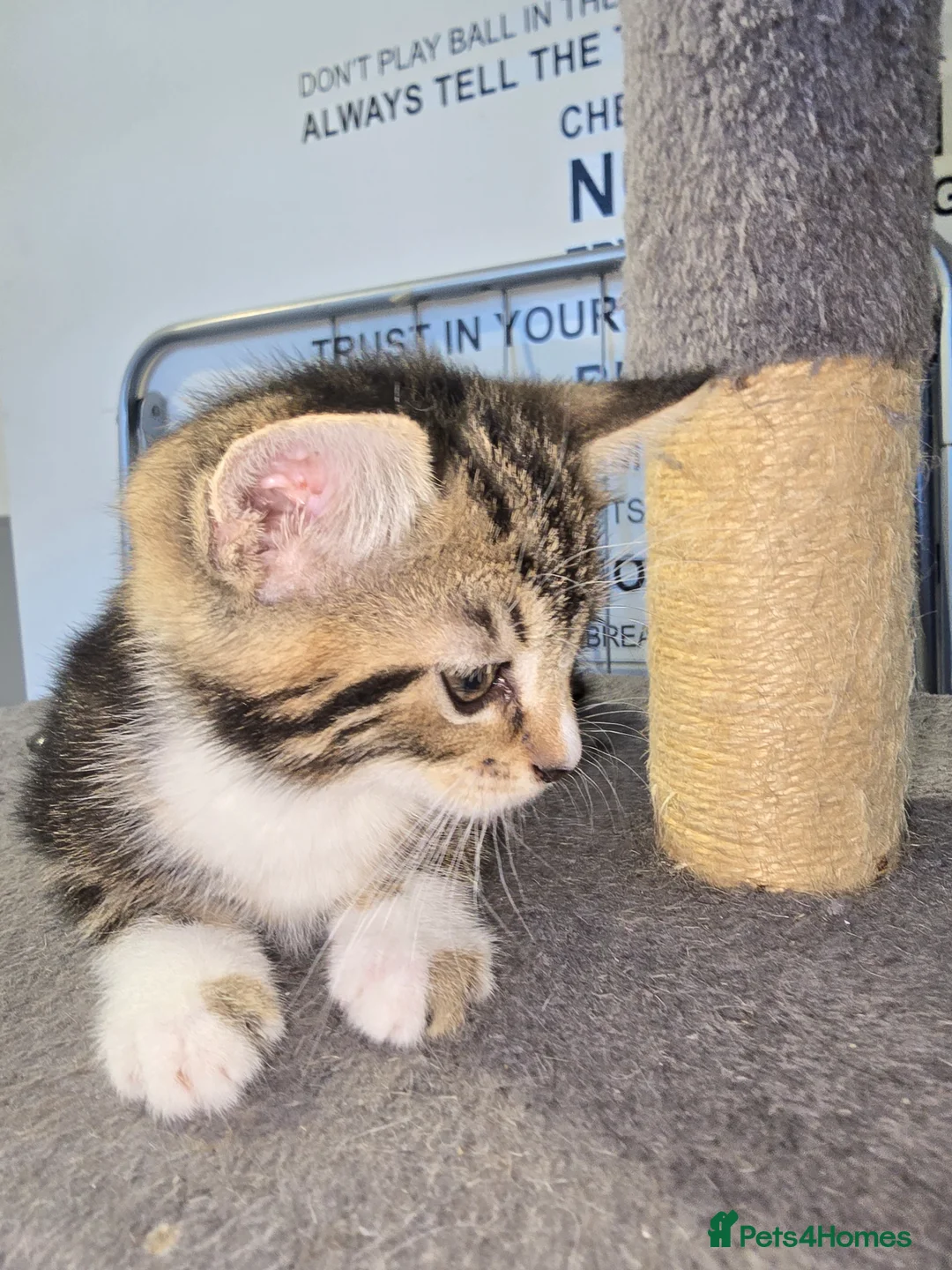 Mixed Breed cats for sale: Little lovely kittens  - Advert 8