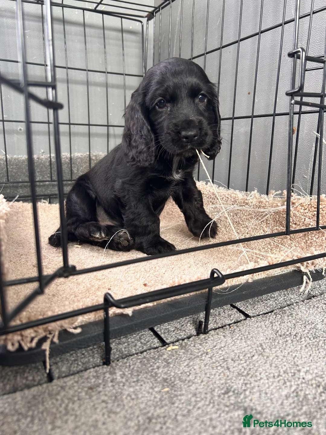 Cocker Spaniel dogs for sale: Cocker spaniel puppies  in Manchester - Advert 8