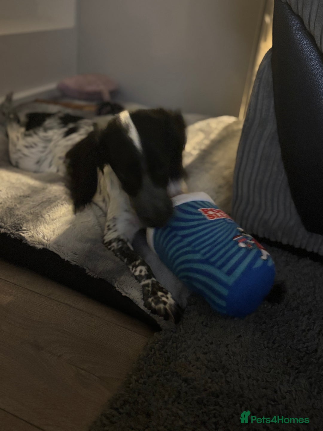 Cocker Spaniel dogs for sale: Luna the Cocker Spaniel - Advert 2