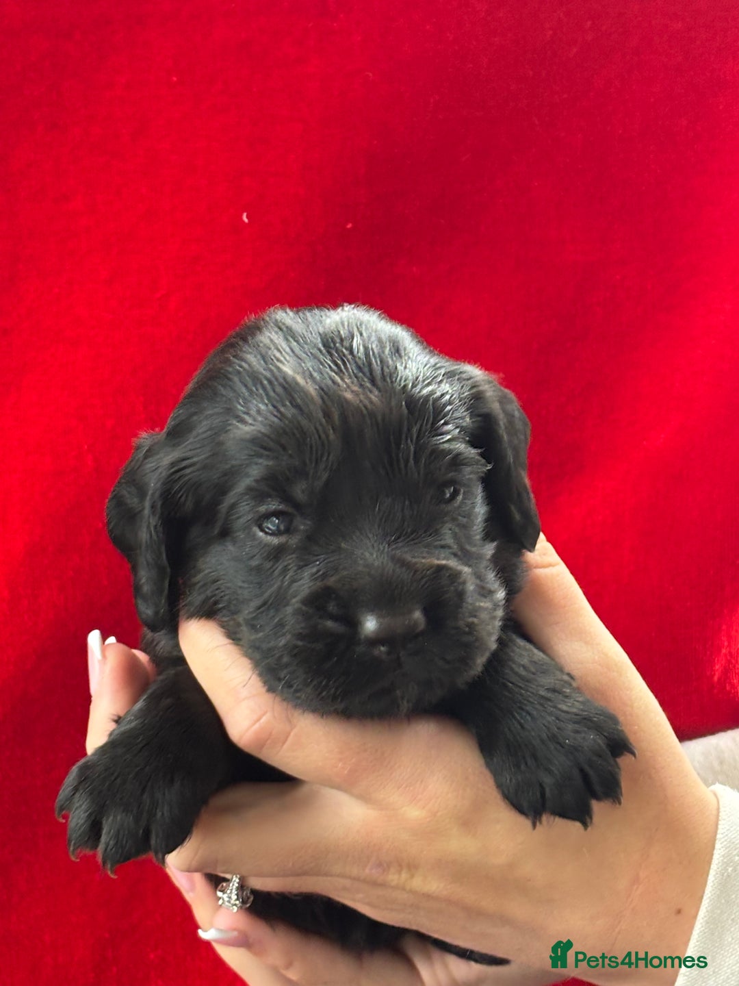 Cocker Spaniel dogs for sale: Working Cocker Spaniel Puppies - Advert 2