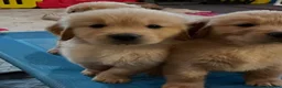 Golden Retriever dogs for sale: Golden retriever puppies - Advert 5