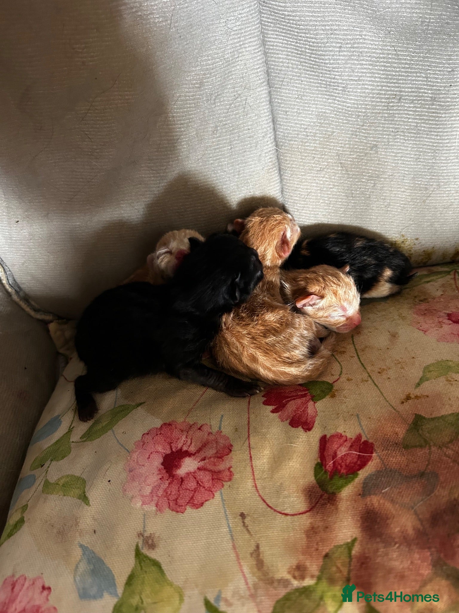 Domestic Shorthair cats 3 gorgeous Ginger Boys and one Black - Advert 10
