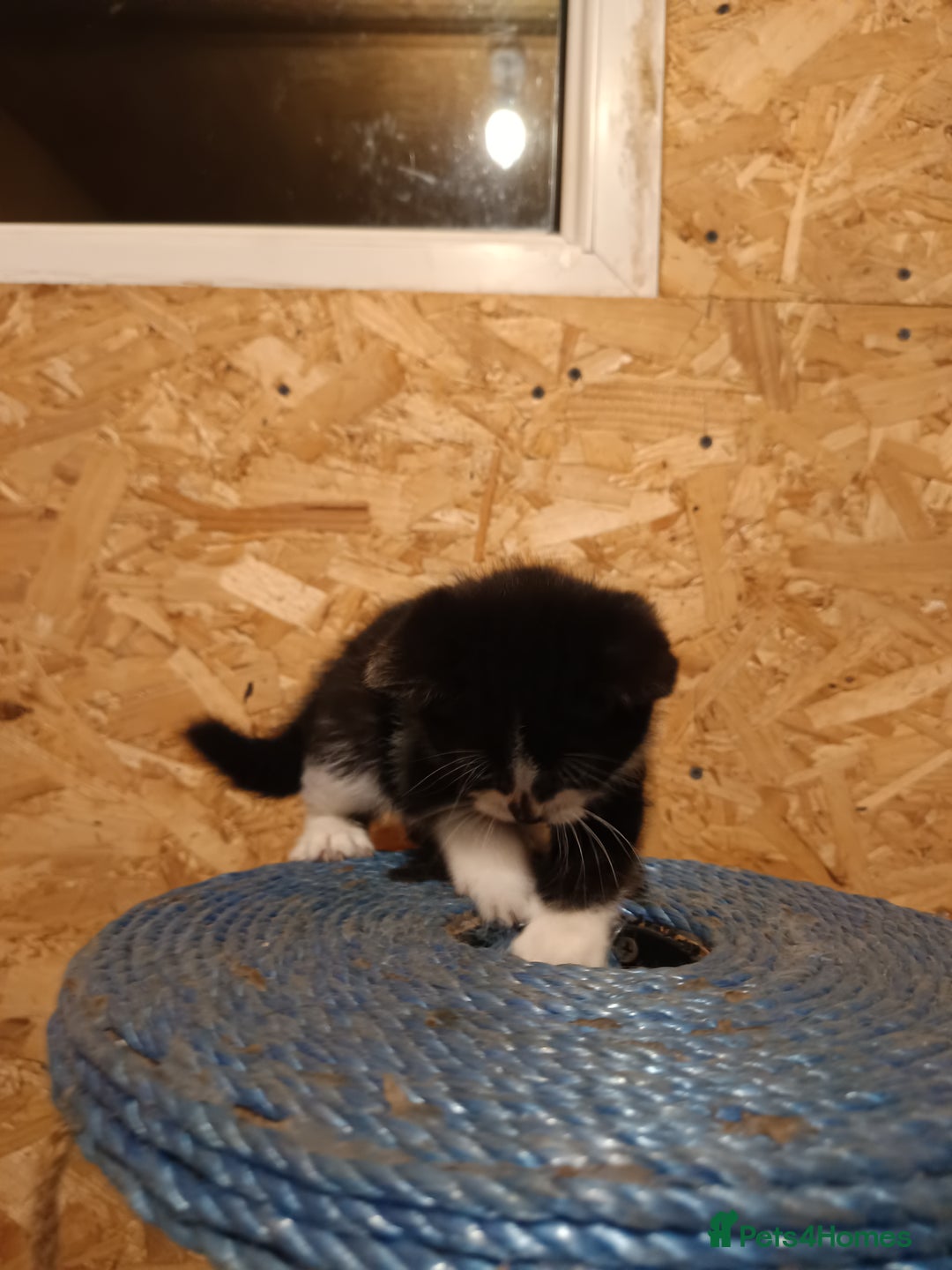 Mixed Breed cats for sale: Cats ready to find a new owner. - Advert 10