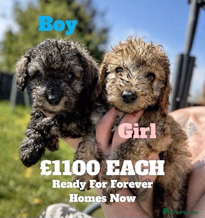 Toy Poodle dogs Beautiful Mini Toy Poodle Puppies – Family Raised  - Advert 8