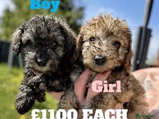 Toy Poodle dogs Beautiful Mini Toy Poodle Puppies – Family Raised - Advert 8