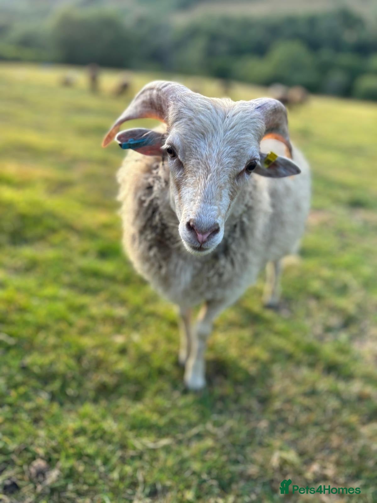 Sheep livestock 2026 Ouessant lambs  - Advert 2