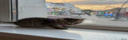 Bengal cats for sale: Mixed Bengal Breed  - Advert 10