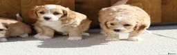 Cavapoochon dogs for sale: Cavapoochon puppies for sale - Advert 17