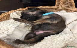 Border Terrier dogs for sale: Gorgeous Border Terrier Puppies looking for homes - Image 26