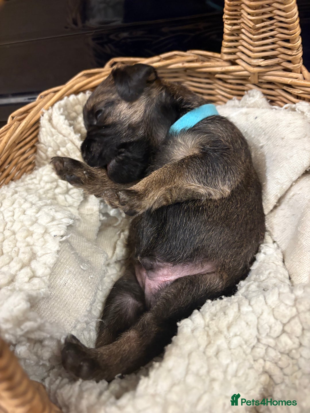 Border Terrier dogs for sale: Gorgeous Border Terrier Puppies looking for homes - Image 26
