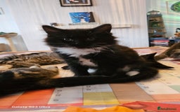 Mixed Breed cats for sale: Few lovely kittens ready for new lovely homes ! - Image 27